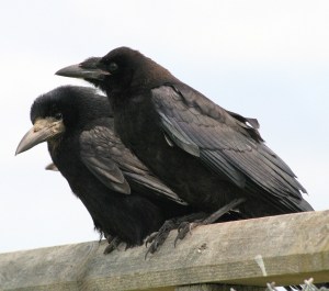 Corvus_frugilegus_adult_juvenile